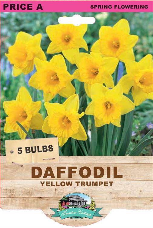 Picture of DAFFODIL - YELLOW TRUMPET