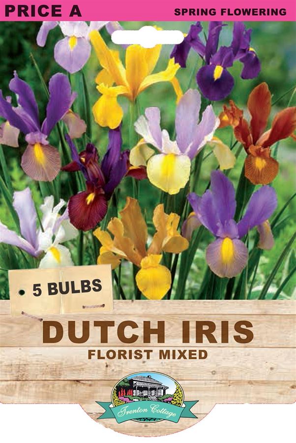 Picture of DUTCH IRIS - FLORIST MIXED