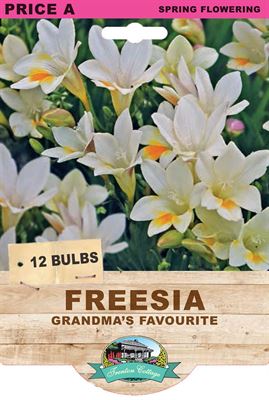 Picture of FREESIA  - GRANDMA'S FAVOURITE