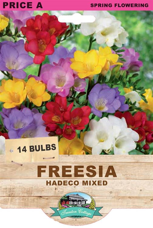 Picture of FREESIA  - HADECO MIXED