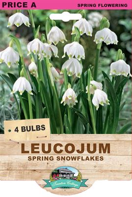 Picture of LEUCOJUM - SPRING SNOWFLAKES