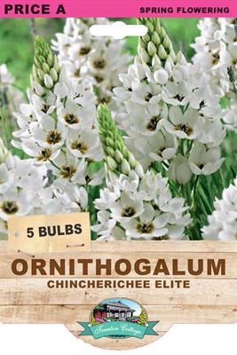 Picture of ORNITHUGALUM - CHINCHERICHEE ELITE