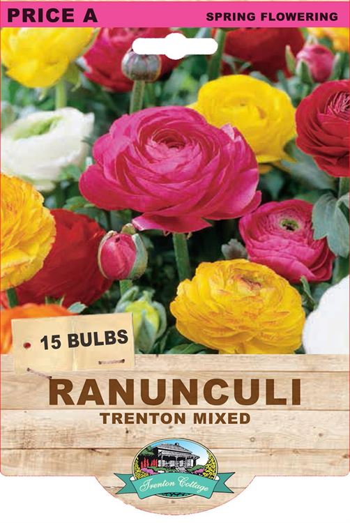 Picture of RANUNCULI - TRENTON MIXED