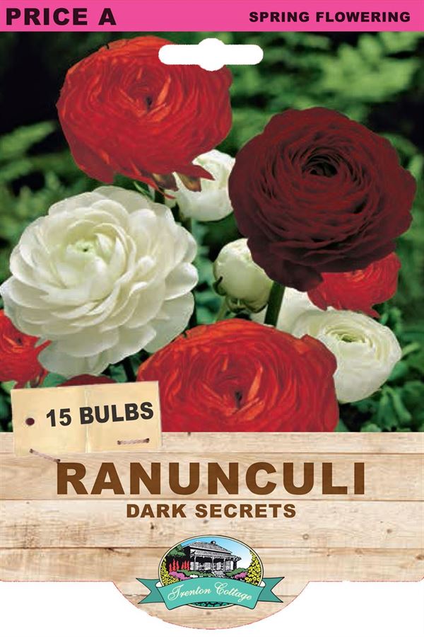 Picture of RANUNCULI - DARK SECRETS