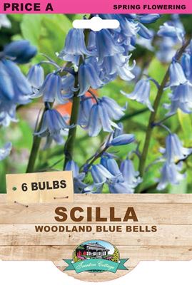 Picture of SCILLA - WOODLAND BLUE BELLS