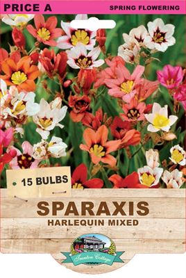 Picture of SPARAXIS - HARLEQUIN MIXED