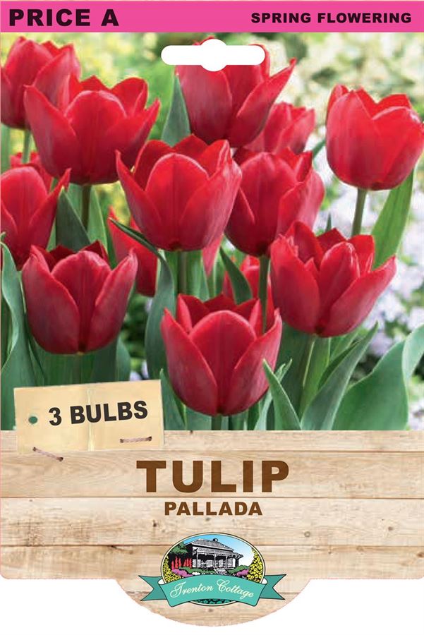 Picture of TULIP - PALLADA