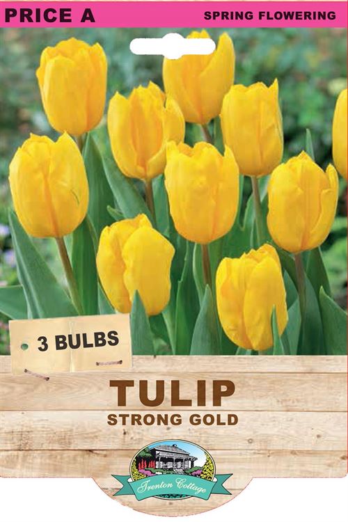 Picture of TULIP - Strong Gold