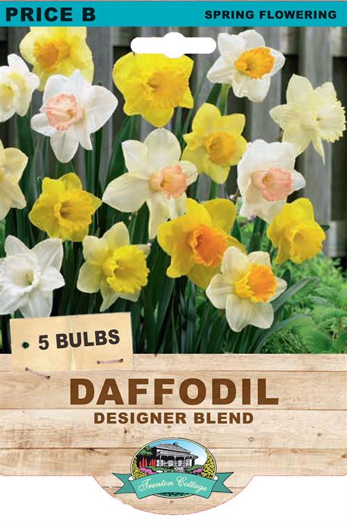 Picture of DAFFODIL - DESIGNER BLEND