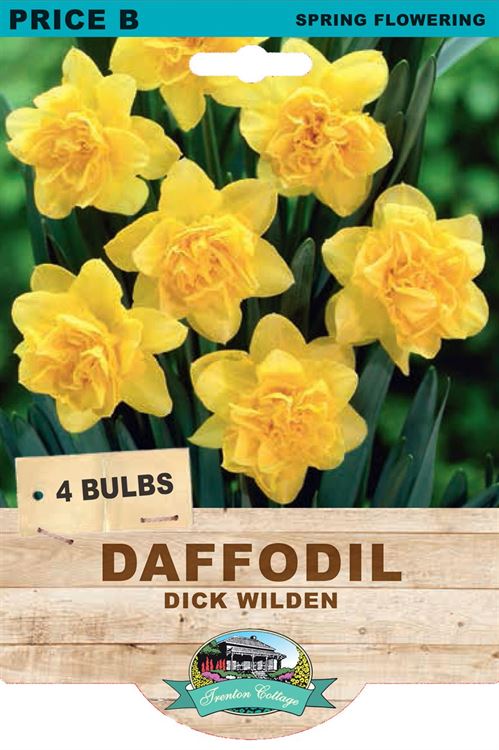 Picture of DAFFODIL - DICK WILDEN