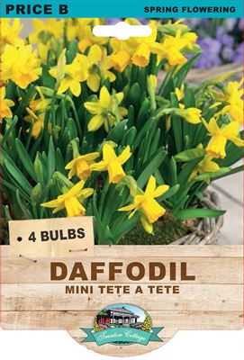 Picture of DAFFODIL - MINI TETE A TETE