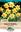 Picture of DAFFODIL - Red Devon