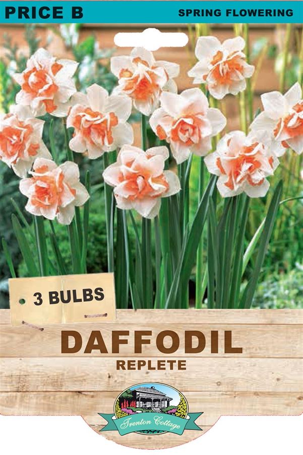 Picture of DAFFODIL - REPLETE