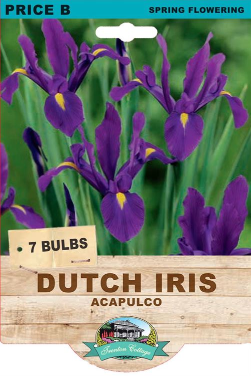 Picture of DUTCH IRIS - ACAPULCO