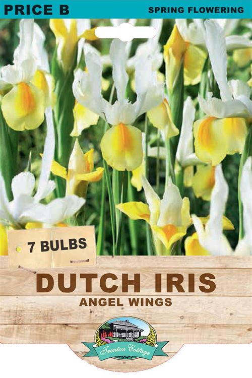 Picture of DUTCH IRIS - ANGEL WINGS