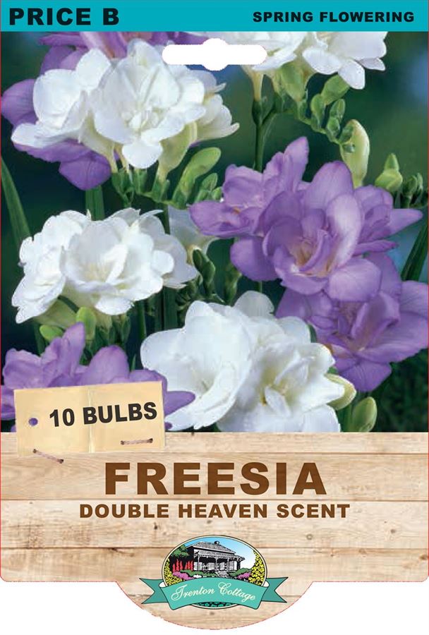 Picture of FREESIA  - DOUBLE HEAVEN SCENT