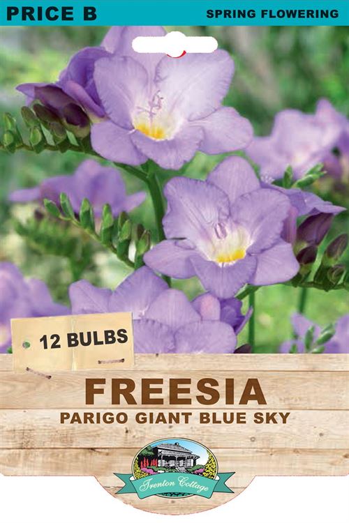 Picture of FREESIA - PARIGO GIANT BLUE SKY