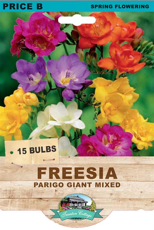 Picture of FREESIA  - PARIGO GIANT MIXED