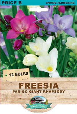 Picture of FREESIA  - PARIGO GIANT RHAPSODY