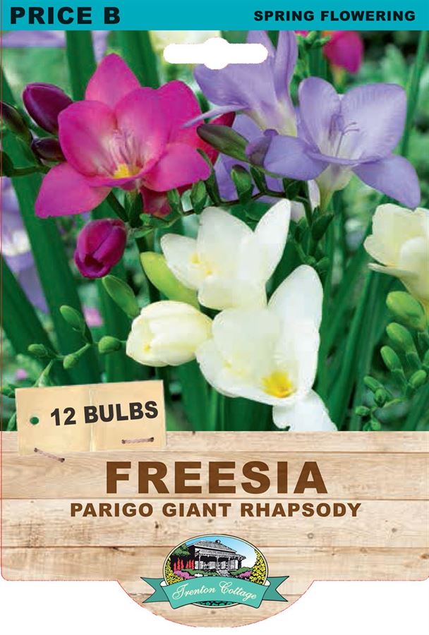 Picture of FREESIA  - PARIGO GIANT RHAPSODY