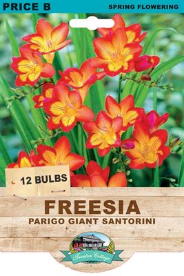 Picture of FREESIA - PARIGO GIANT SANTORINI