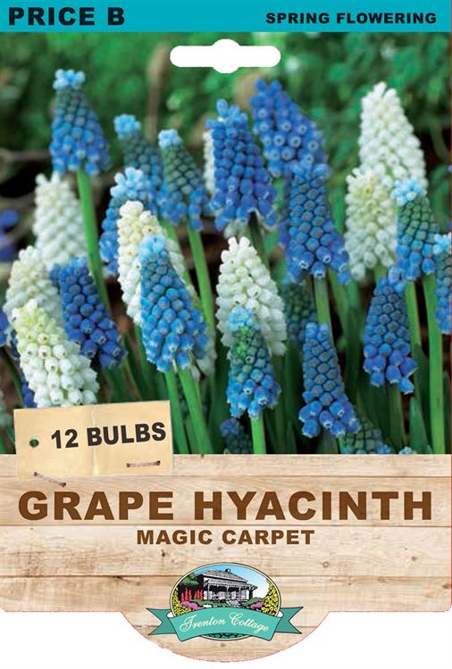 Picture of GRAPE HYACINTH - MAGIC CARPET