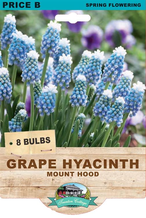 Picture of GRAPE HYACINTH - MOUNT HOOD