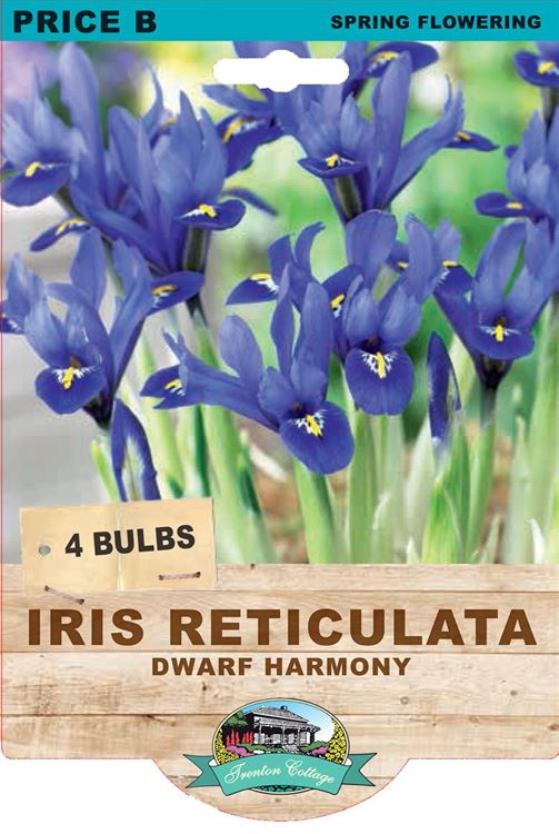 Picture of IRIS RETICULATA  - DWARF HARMONY