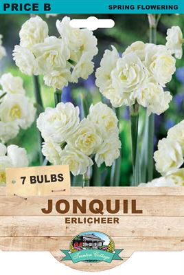 Picture of JONQUIL - ERLICHEER