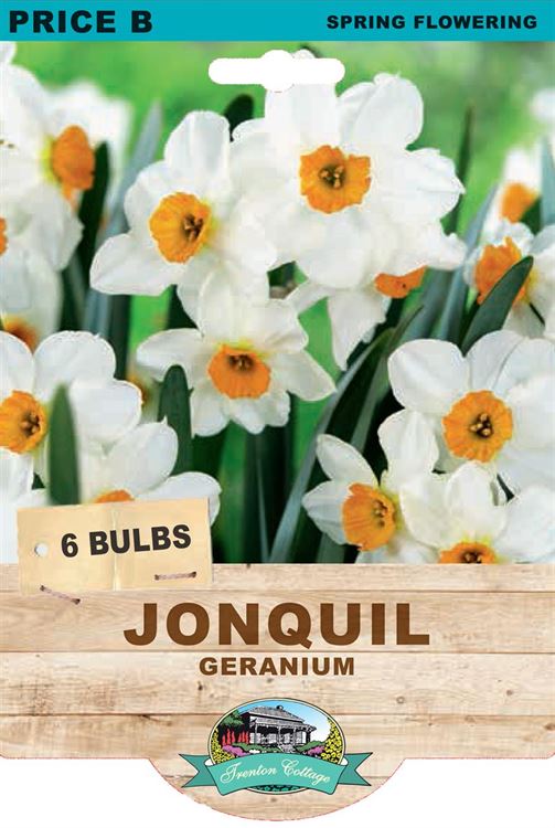 Picture of JONQUIL - GERANIUM