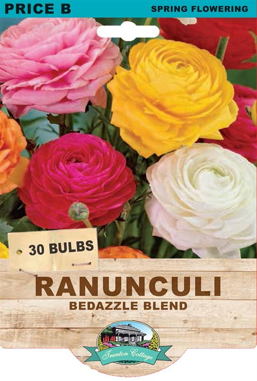 Picture of RANUNCULI - BEDAZZLE BLEND