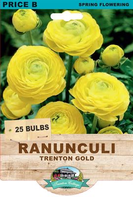 Picture of RANUNCULI - TRENTON GOLD
