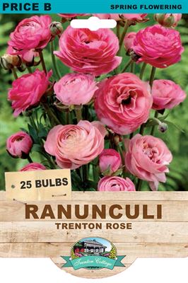 Picture of RANUNCULI - TRENTON ROSE