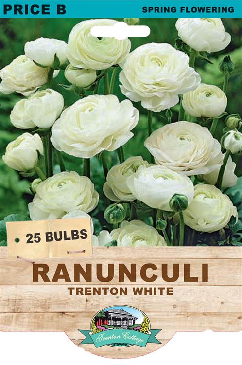Picture of RANUNCULI - TRENTON WHITE
