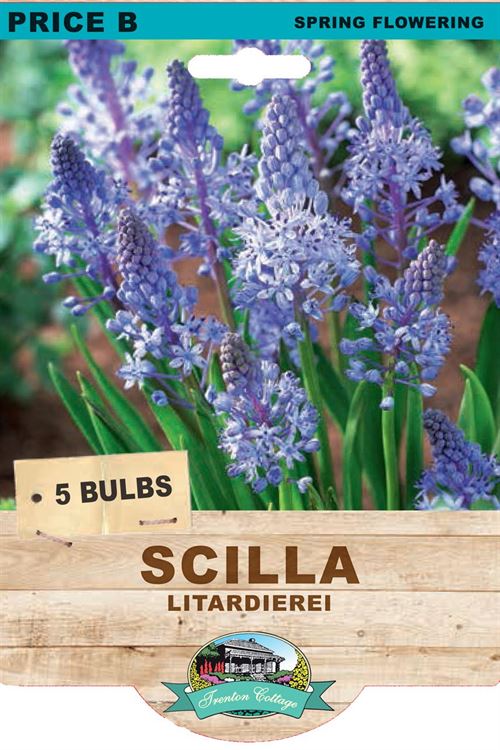 Picture of SCILLA - LITARDIEREI