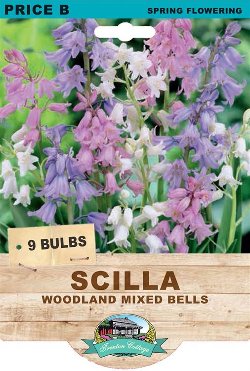 Picture of SCILLA - WOODLAND MIXED BELLS 