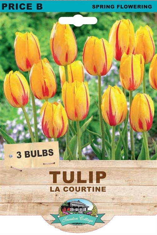 Picture of TULIP - LA COURTINE