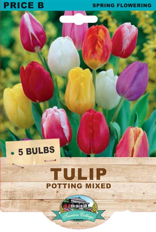 Picture of TULIP - POTTING MIXED