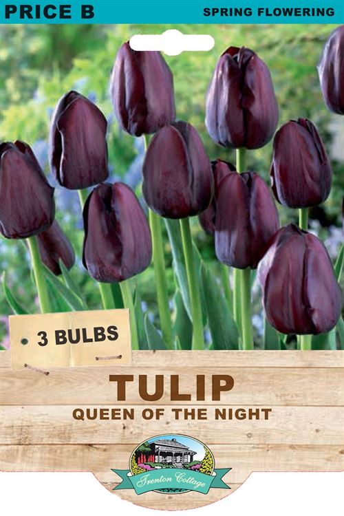 Picture of TULIP - QUEEN OF THE NIGHT