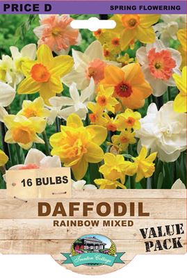 Picture of DAFFODIL - RAINBOW MIXED