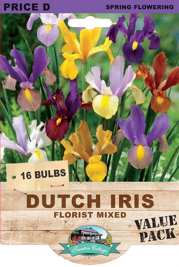 Picture of DUTCH IRIS - FLORIST MIXED