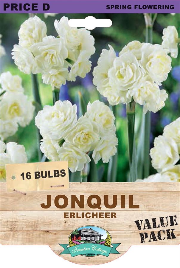 Picture of JONQUIL - ERLICHEER