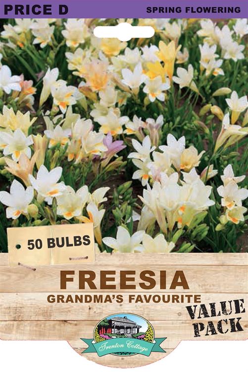 Picture of FREESIA  - GRANDMA'S FAVOURITE