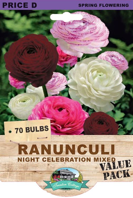 Picture of RANUNCULI - NIGHT CELEBRATION MIXED