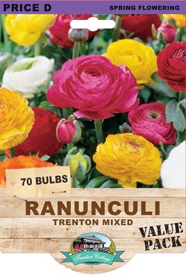 Picture of RANUNCULI - TRENTON MIXED