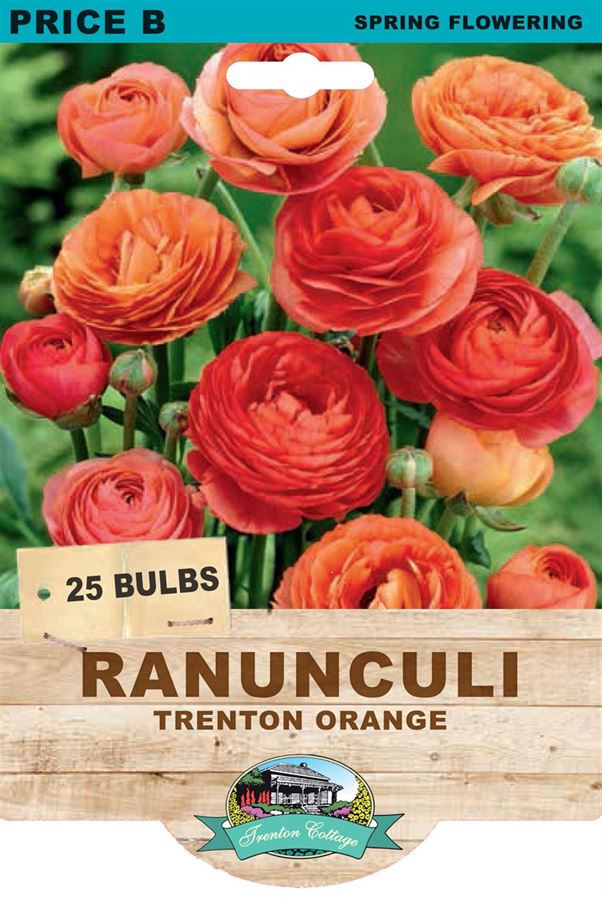 Picture of RANUNCULI - TRENTON ORANGE