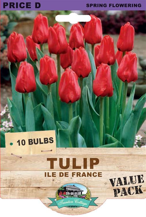 Picture of TULIP - ILE DE FRANCE