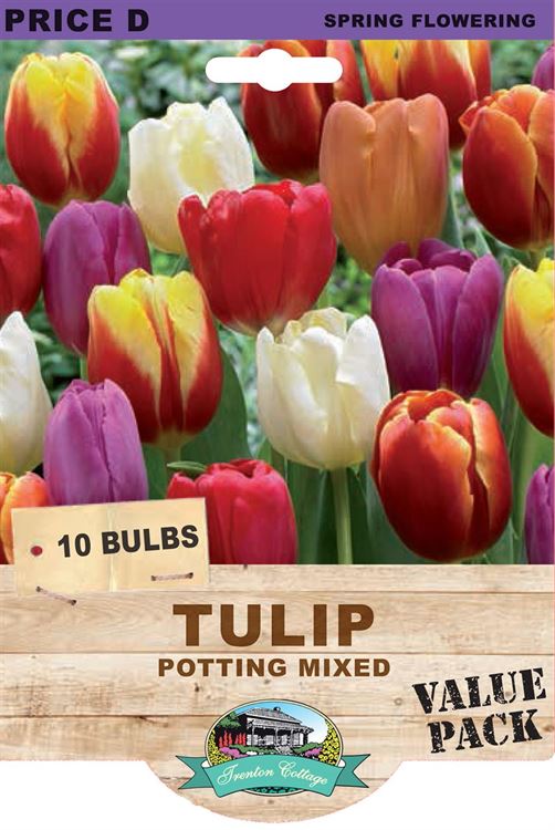 Picture of TULIP - POTTING MIXED