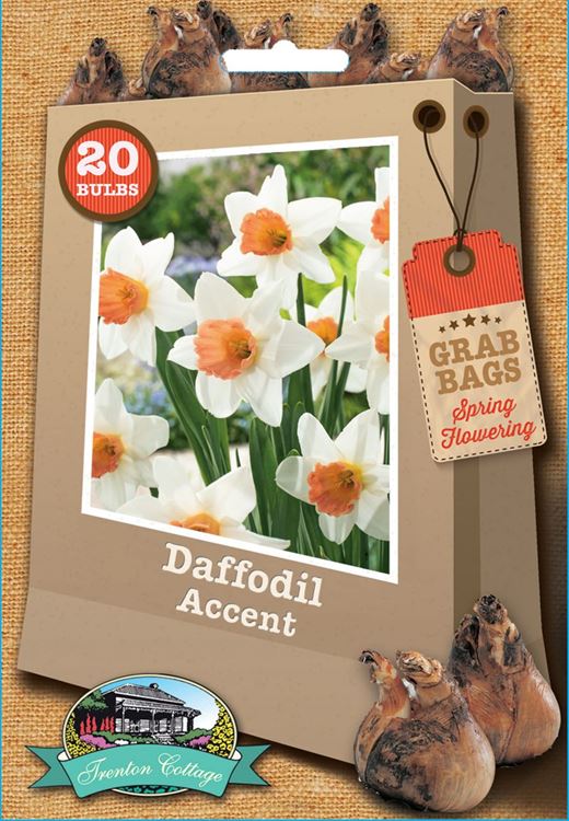 Picture of DAFFODIL - ACCENT