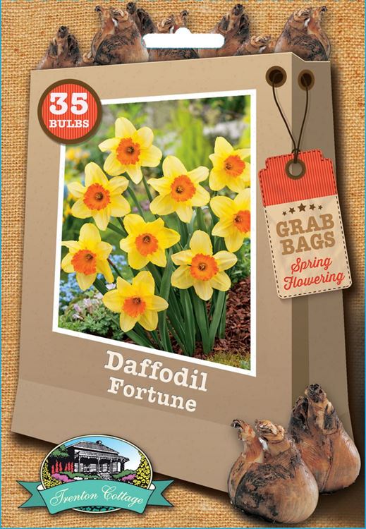 Picture of DAFFODIL - FORTUNE